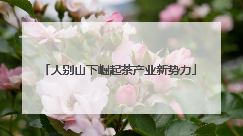 大别山下崛起茶产业新势力